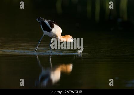 American Avocet (Recurvirostra Americana), erwachsen in der Aufzuchtgefiederfordung, indem er seine Rechnung von Seite zu Seite durch Flachwasser, Orange County, Kalifornien, USA, April fegt. Stockfoto