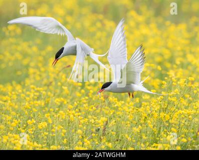 Arctic terns (Sterna paradisaea), zwei im Flug über Nistkolonie im Feld der Butterbecher (Ranunculus sp.), Keflavik, Island. Digitale Bildschirmerweiterung. Stockfoto