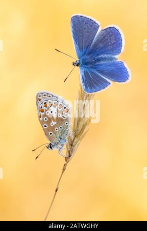 Gewöhnliche blaue Schmetterlinge (Polyommatus icarus), die morgens hell, Vealand Farm, Devon, Großbritannien, schwelgen. Juli Stockfoto