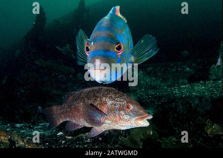 Kuckuckswrasse (Labrus bergylta) und Ballan wrasse (Labrus bergylta) auf dem Wrack von Jayne, Shetland Stockfoto