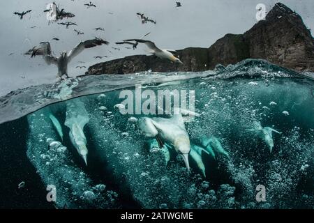 Northern Gannets (Morus bassanus) Tauchen für Fisch, Split Level Shot, Shetland, Schottland, Großbritannien, September. Stockfoto