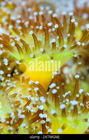 Nahaufnahme einer Kolonie von Jewel Anemones (Corynactis viridis) Schottland, Großbritannien, Oktober. Stockfoto