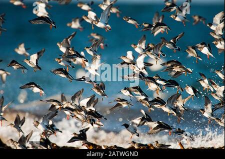 Turnstones (Arenaria Interpres) und Purple Sandpipers (Calidris maritima) überwintern an den Stränden der Orkney-Inseln, Schottland, Großbritannien, April. Stockfoto