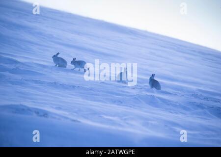 Berghare, (Lepus timidus), vier Tiere auf schneebedeckten hängen im Winter, Schottland, Großbritannien, Februar. Stockfoto