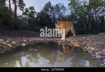 Bengalische Tigerin (Panthera tigris tigris) dominierendes Männchen, das sich dem Wasserloch Beja Pani nähert, Kanha-Nationalpark, Zentralindien. Kamera-Trap-Bild. Stockfoto