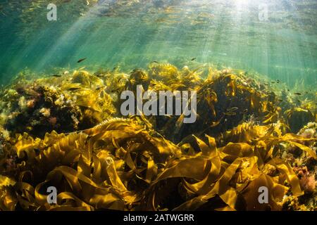 Juvenile Pollock (Pollachius virens) Schule innerhalb der schützenden Kelpränder in der Nähe von Port Joli, Nova Scotia, Kanada. August Stockfoto