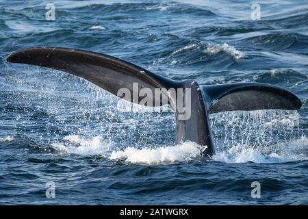 Nordatlantikschwanz des rechten Wals (Eubalaena glacialis), Tauchen, um sich im Golf von Saint Lawrence, Kanada zu ernähren. Bedrohte Arten. Juli Stockfoto