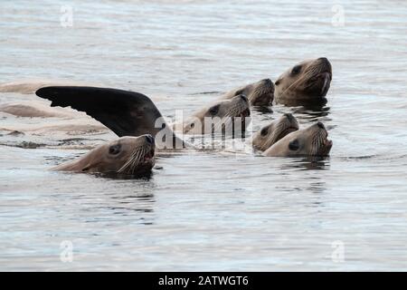 Sellers Seelöwen (Eumetopias jubatus) vor der Küste des Great Bear Rainforest, in der Nähe von Bella Bella, British Columbia, Kanada. August Stockfoto