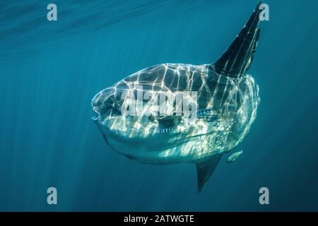 Mondfisch (Mola Mola) aus Halifax, Nova Scotia, Kanada. Juli. Stockfoto