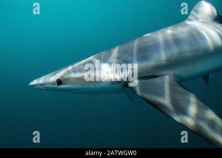 Blauhai (Prionace Hastata) aus Halifax, Nova Scotia, Kanada. Juli. Stockfoto