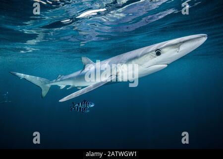 Blauer Hai (Prionace glauca) mit einem Paar Pilotenfischen (Naucrates Ductor) vor Halifax, Nova Scotia, Kanada. Juli. Stockfoto