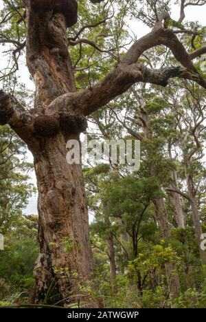 Roter Tingelbaum (Eucalyptus jacksonii), westaustralische endemische Pflanze, Walpole-Nornalup-Nationalpark, Western Australia. Stockfoto