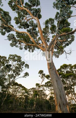 Lachsgum (Eucalyptus salmonophloia), westaustralische endemische Pflanze, Dunn Rock Nature Reserve, März 2015 Stockfoto