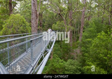 Tree Top Walk - Valley of Giants, Touristenattraktion - Walpole-Nornalup National Park, Südwesten, Western Australia, Januar 2012, gehen Sie in den Baumhimmel der riesigen Eukalyptus-Bäume (Eucalyptus jacksonii) Stockfoto