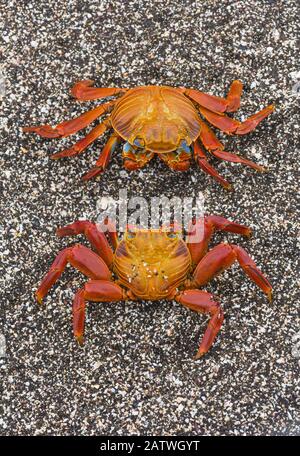 Sally lightfoot Crabs (Grapsus grapsus) am Strand von Puerto Egas, Santiago Island, Galapagos, Mai. Stockfoto