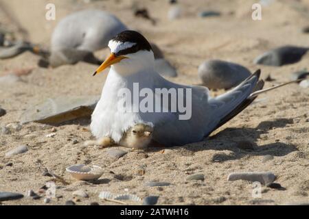 Little tern (Sterna albifrons) mit frisch geschlüpftem Küken, Gronant Dünen, Denbighshire, Wales, Großbritannien, Juni. Stockfoto