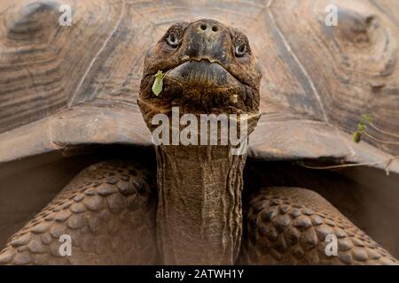 Sierra Negra Riesenschildkröte (Chelonoidis guntheri) Isabela Island, Galapagos-Inseln. Stockfoto