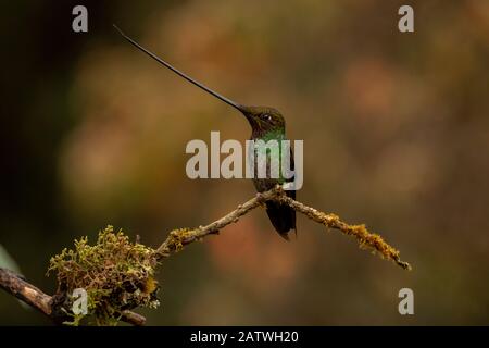 Schwertkolibris (Ensifera ensifera) Yanacocha, Pichincha, Ecuador Stockfoto