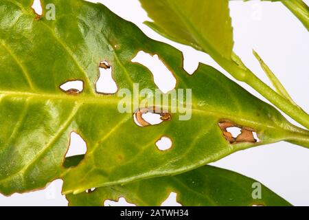Bakterienschussloch (Pseudomonas syringae) betraf Lorbeerblätter, Prunus laurocerasus, in einer Gartenhecke, Berkshire, England, Großbritannien. Mai. Stockfoto