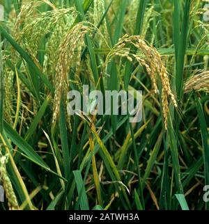 Symptome der Nackenexplosion (Magnaporthe grisea) bei Rice (Oryza sativa)-Pflanzen im Ohr, Luzon, Philippinen Stockfoto