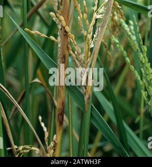 Mantelfäule (Sarocladium oryzae) Läsionen und Necrosen auf Reis (Oryza sativa) Flageblatt und abgebrochene Ohren, Luzon, Philippinen Stockfoto