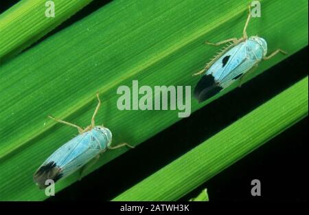 Blaue Farbvariation des grünen Paddy-Blatthoppers (Nephottetix virescens) ein Biotyp dieser Schädlingsart Stockfoto