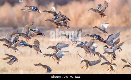 Herden von Mallard-Enten (Anas platyrhynchos), die in von Bäumen gesäumten Feuchtgebieten ablaufen. Bosque del Apache National Wildlife Refuge, New Mexico, USA. Stockfoto