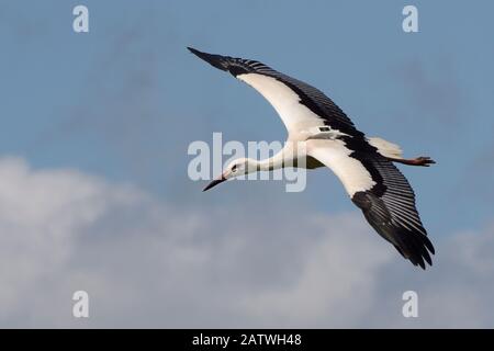 Gefangener jugendlicher Weißstorch (Ciconia ciconia) mit einem GPS-Tracker auf dem Rücken im Flug über das Knepp Estate kurz nach der Veröffentlichung, Sussex, Großbritannien, August 2019. Stockfoto