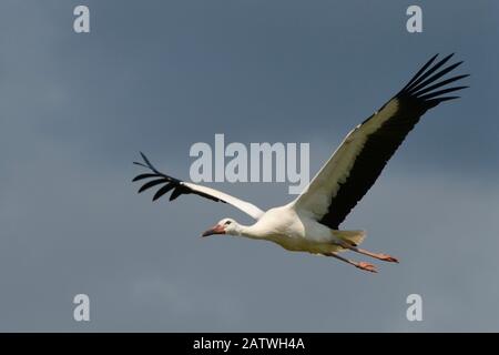 In Gefangenschaft aufgezogen juvenile Weißstorch (Ciconia ciconia) im Flug über die Knepp Immobilien bald nach der Freigabe, Sussex, UK, August 2019. Stockfoto