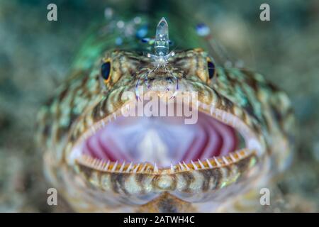 Riffeidechardifsh (Synodus variegatus) an einer Reinigungsstation, die von Holthuis Anemon-Garnelen (Ancylomenes holthuisi) gereinigt wird. Bitung, Nord-Sulawesi, Indonesien. Lembeh Strait, Molucca Sea. Stockfoto