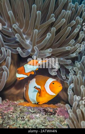 Zwei westliche Clownen-Anemonenfische (Amphiprion ocellaris), die orangefarbene Eier auf dem Felsen unter ihrem Prächtigen Meeresanemon (Heteractis magnifica) auf einem Korallenriffe ablegen. Dieses Foto zeigt das größere Weibchen bei der Eiablage, während das Männchen wartet, um sie zu befruchten. Bitung, Nord-Sulawesi, Indonesien. Lembeh Strait, Molucca Sea. Stockfoto