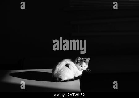 Weiße Katze, die in Dunkelheit mit Licht auf ihn sitzt Stockfoto