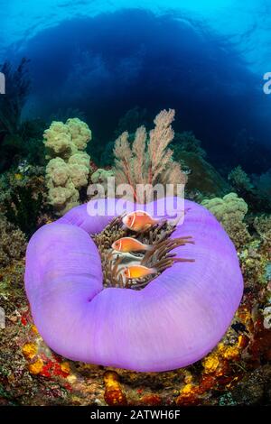 Drei rosafarbene Anemonenfische (Amphiprion perideraion), die in einer lila umschlitteten prächtigen Meeresanemone (Heteractis magnifica) auf einem Korallenriffe unterhalb einer kleinen Insel leben. Misool, Raja Ampat, West Papua, Indonesien. Ceram Meer. Tropischer Westpazifischer Ozean. Stockfoto