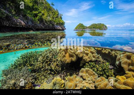 Geteiltes Bild von Lederkorallen (Sarcophyton sp.), das in flachem Wasser in der Nähe unbewohnter Koralleninseln aufblüht. Misool, Raja Ampat, West Papua, Indonesien. Ceram Meer. Tropischer Westpazifischer Ozean. Digital manipuliert - eine andere Person wurde aus der Aufnahme entfernt Stockfoto