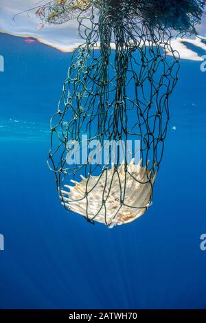 Karapace einer toten, olivfarbenen Ridley-Schildkröte (Lepidochelys olivacea), die sich in ausrangierten Fischgeräten verschlungen hat. Indischer Ozean, vor Sri Lanka. Stockfoto