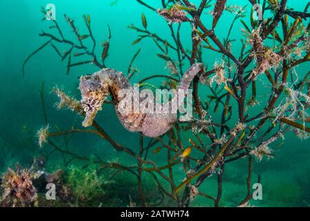 Porträt eines männlichen, kurzschnauzenden Seepferdes (Hippocampus hippocampus) in Seeeichen-Algen (Halidrys siliquosa). Devon, England, Großbritannien. Britische Inseln. Englischer Kanal. Nordostatlantik. Stockfoto