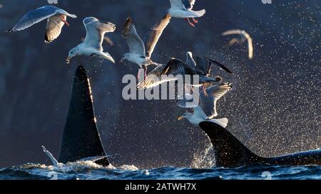 Möwen und Killerwale / Orcas (Orcinus Orca) ernähren sich von Hering. Kvaloya, Troms, Norwegen Oktober Stockfoto