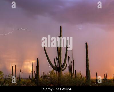 Saguaro-Kakteen (Carnegia-Gigantea) bei Sonnenuntergang, während eines sommerlichen Regensturms. Saguaro-Nationalpark, Sonoran-Wüste, Arizona, USA, August. Digitale Verbundwerkstoffe. Stockfoto