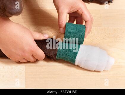 Eine Pfote eines Labrador Retrievers. Den Verband mit einem Klebeband abdecken. Deutschland. Stockfoto