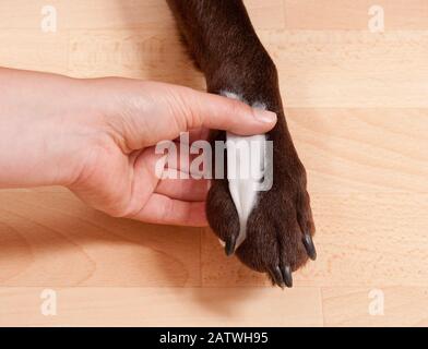 Eine Pfote eines Labrador Retrievers. Zwischen die Zehen legen Sie Baumwoll-Wollstreifen. Deutschland. Stockfoto