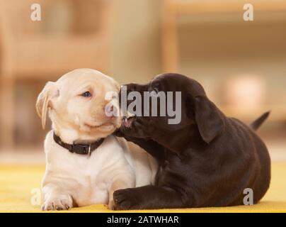 Labrador Retriever. Zwei Welpen (6 Wochen alt) liegen auf einem Teppich und glätten. Deutschland.. Stockfoto