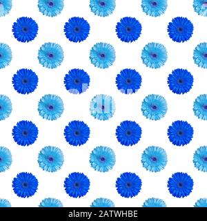 Nahtloses Muster aus dunkelblauen und hellblauen Gerbera-Blumen auf weißem Hintergrund isoliert, mit Gänseblümchen bemalter Zierde, sommerliche Blumentapeten Stockfoto