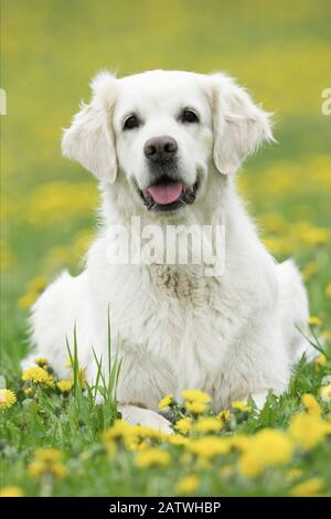 Golden Retriever. Ausgewachsener Hund liegt auf einer Wiese mit blühenden Löwenzahn. Deutschland. Stockfoto