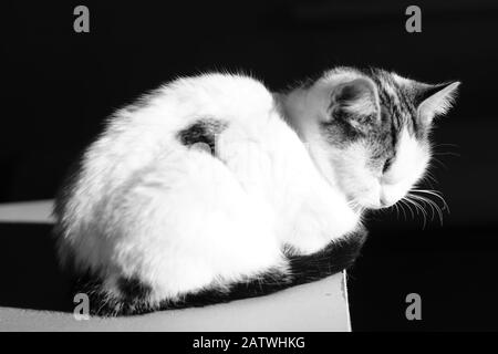 Weiße Katze sitzt in Dunkelheit, bw-Foto Stockfoto