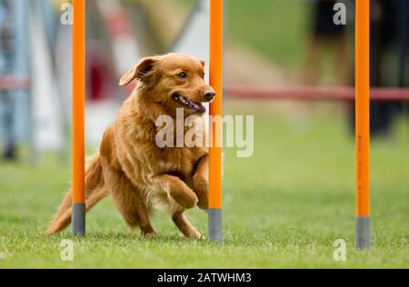 Nova Scotia Duck Tolling Retriever. Erwachsene zeigen schnelle Webpfosten in einem Agilitätsfeld. Deutschland. Stockfoto