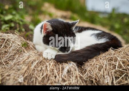 Hauskatze. Schwarz-weißer Erwachsener schläft auf einem Heu. Deutschland. Stockfoto