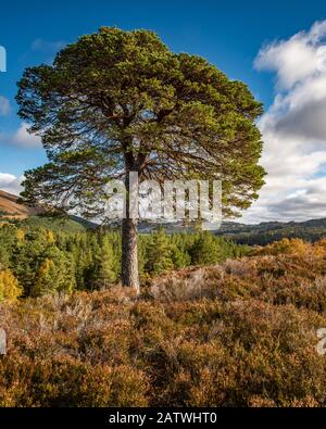 Glen Affric das beeindruckende Landschaft ist die perfekte Kombination aus Kiefernwäldern, Seen, Flüsse und Berge Es ist vielleicht die schönste Glen in Scotlan Stockfoto