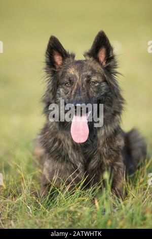 Dutch Shepherd Dog, Hollandse Herder. Porträt des langhaarigen erwachsenen Hundes auf einer Wiese. Deutschland . Stockfoto