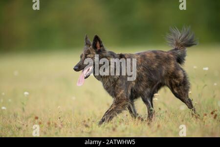 Dutch Shepherd Dog, Hollandse Herder. Ausgewachsener langhaariger Hund, der auf einer Wiese spazieren geht. Deutschland . Stockfoto