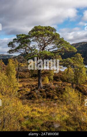 Glen Affrys atemberaubende Landschaft ist die perfekte Kombination aus uralten Pinienwäldern, Lochs, Flüssen und Bergen, Die Vielleicht das schönste g ist Stockfoto